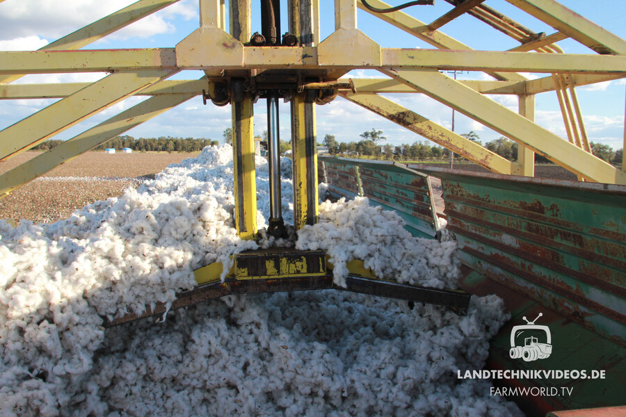 Cotton Harvest_11.jpg